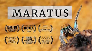 MARATUS awardwinning peacock spider documentary [upl. by Aeduj808]