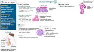 Thyroid Tumors 2024 [upl. by Kreit388]