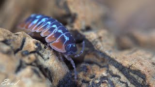 Clown Isopod  Armadillidium Klugii  Macro Shot [upl. by Leonhard]