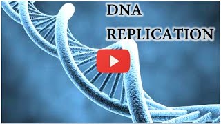 DNA Replication Animation  Super EASY [upl. by Enneiviv]