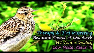 Woodlark Song Lullula arborea HD Audio for Therapy amp Bird Mastering [upl. by Orola572]