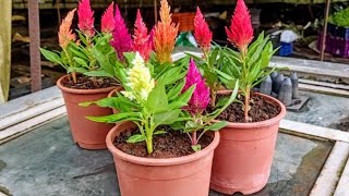 How to grow celosia from seedsসেলোসিয়ার বীজ থেকে চারা তৈরি পদ্ধতি [upl. by Kirtley538]