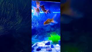 Goldfishfish aquarium viralvideo shorts phonk subscribe shortfeed pets new [upl. by Bartosch]