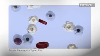 How to Count Cells Using a Hemocytometer [upl. by Koller720]