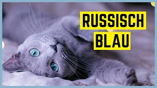 RUSSISCH BLAU KATZE  Charakter und Besonderheiten  Rasseportrait [upl. by Brodsky870]