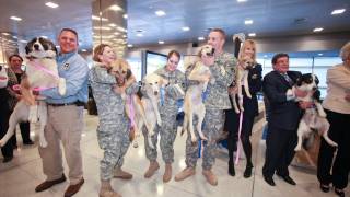 Stray Afghanistan Dogs Start New Life In USA [upl. by Frederiksen218]