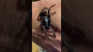 LSD Haploclastus Devamatha Tarantula tarantulasoftheworld shorts [upl. by Elsi835]