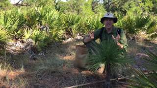 Florida in Focus  Longleaf Pine Stages [upl. by Arissa]