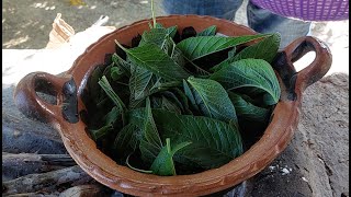 Aprende cómo cocinar deliciosos quelites mexicanos [upl. by Annirak]