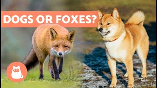 10 DOG BREEDS That Look Most Like FOXES 🦊 [upl. by Germaun]