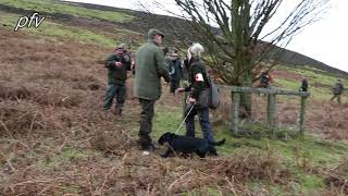 Watch FTCh WINDWITHE SOLITAIRE of STRIGIDAE runs at the 2019 Kennel Club CockerSpaniel Championship [upl. by Einreb]