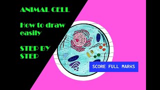 How to draw ANIMAL CELL  Step by step  Simple and easy  BIOLOGY  SCIENCE [upl. by Eednac]