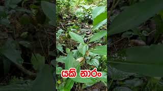 යකි නාරං  Yaki naran [upl. by Bucher]