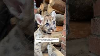 This woman rescued a baby puma from the cold snow and adopted it animalshorts puma [upl. by Yralih]