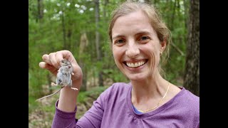 New UMBS Researcher Engages Students in Study of Mouse Parasites in Forest Ecosystems [upl. by Obellia]