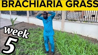 Week 5 How To Grow Brachiaria GrassMulato Grass For Livestock Are My Brachiaria Grass Destroyed [upl. by Meit]