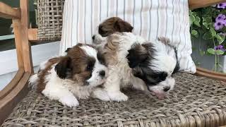 Renleys Shichon Puppies Shihtzu Bichon Puppies Timbercreekpuppies Teddybear puppies [upl. by Oiracam]