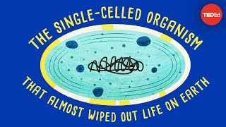 How a singlecelled organism almost wiped out life on Earth  Anusuya Willis [upl. by Eninnaej776]