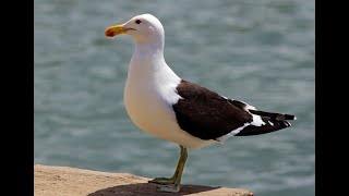 Gaviota Cocinera Cantando Sonido para Llamar El Mejor [upl. by Strohl]