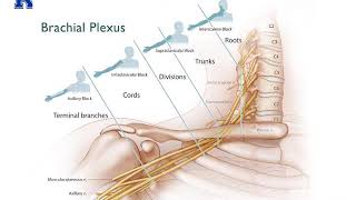 Upper Extremity Nerve Blocks 2020  Dr Bauereis [upl. by Ferde657]