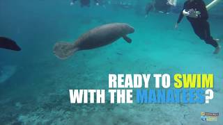 7 Fun Facts About Manatees [upl. by Alleris561]