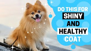 Pomeranian Coat Care How to Keep their Coat Shiny and Healthy [upl. by Airotal1]