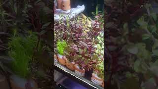 Tanaman aquascape rotala dan ludwigia [upl. by Ellitnahc]