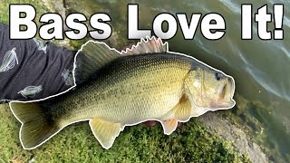 The BEST Lure for Fall Bass Fishing in Ponds Texas Bass Fishing October [upl. by Maressa]