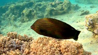 Dusky wrasse Halichoeres marginatus Темный тамарин [upl. by Yniatirb]