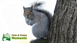 Squirrel barking amp squeaking loud sound as dancing on mushroom [upl. by Gensler543]