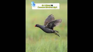 নতুন ডুংকোর পাখির ডাক ২০২৪ ডুংকর পাখি ডাক  Common Moorhen Bird Call Mp3  Bird  Dunkor Pakir duk [upl. by Atima]