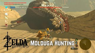 Molduga Hunting  The Legend of Zelda Breath of the Wild Master Mode [upl. by Atiuqin]