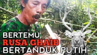 Kisah Pemburu Bertemu Rusa Ghoib Bertanduk Putih Penghuni Hutan Puuloro [upl. by Krik]