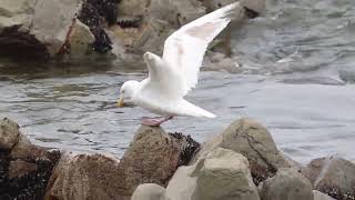 シロカモメ？ 真っ白オオセグロカモメ 247 Slatybacked gull [upl. by Neville]