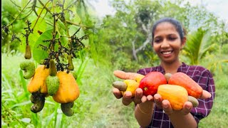 Juicy cashew fruit recipe of nature [upl. by Talia]