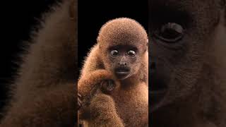 Woolly monkey [upl. by Yrotciv]