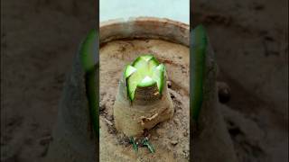 Desert Rose Plant Grafting Technique shorts grafting adenium plant short [upl. by Oliy]