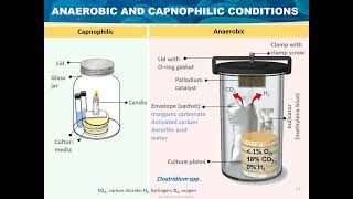 Microbial Growth Basic Microbiology [upl. by Adneral832]