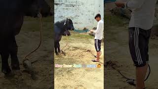 New Racer Jhota 🐃 Buffalo bull viralvideo farmers dairyfarm farmerprotest farmer khetibadi [upl. by Oaoj203]