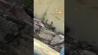 Water snake 🐍😱 पानी वाला सांप 🐍 phonk poison snake poisonousfish watersnake river safety [upl. by Naitsirk751]