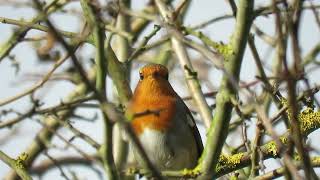 240928 RSPB Saltholme highlights [upl. by Annais]