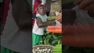 monkey funny videos chiks shorts chhotudada mrindianhacker viral monkeys funny monkey [upl. by Natalie]