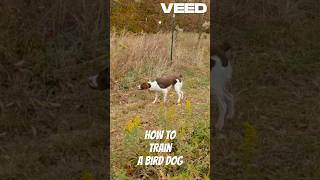 How To Train A Bird Dog birddog gundogtraining dog shorts shortsvideo shortsfeed hunting [upl. by Haerdna]