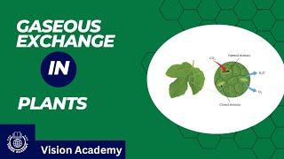 Chapter 13   Gaseous Exchange in Plants  11th Class Biology  Vision Academy [upl. by Akli]