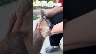 This family adopted a baby kangaroo that was abandoned by its mother and then animalshorts [upl. by Brennan157]