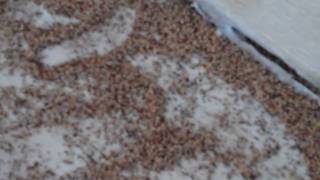 Drywood termite frass found by homeowner on back porch [upl. by Eniamej]