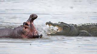 Hippo Vs Crocodile At The River  Who Is The Best [upl. by Aikim]