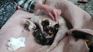 7 kittens so far part 4 Eva giving birth sphynx x maine coon kittens [upl. by Aikemot]