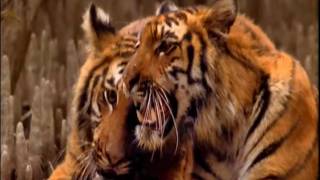 IndianBangladeshi Swamp Tigers A Documentary Part 6 [upl. by Dnaltruoc645]