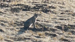 Bobcat Roaming the Hillside Behind Alviso Adobe Park [upl. by Yolanda]